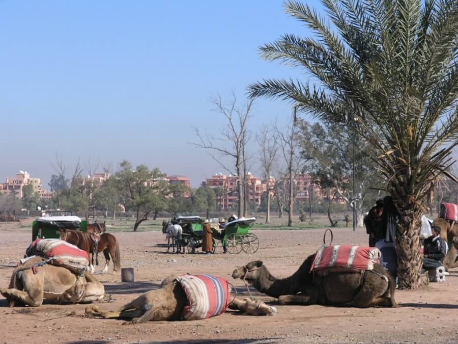 верблюды в Марокко