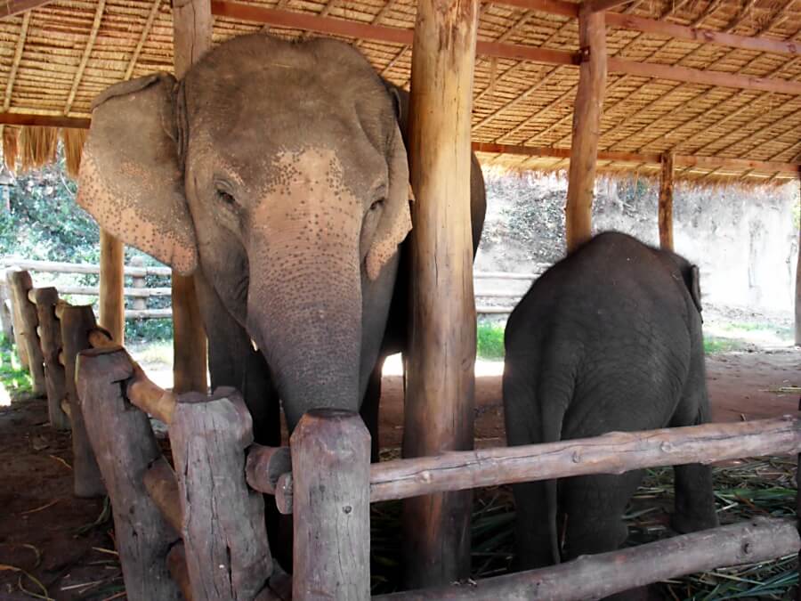 слоны в Таиланде