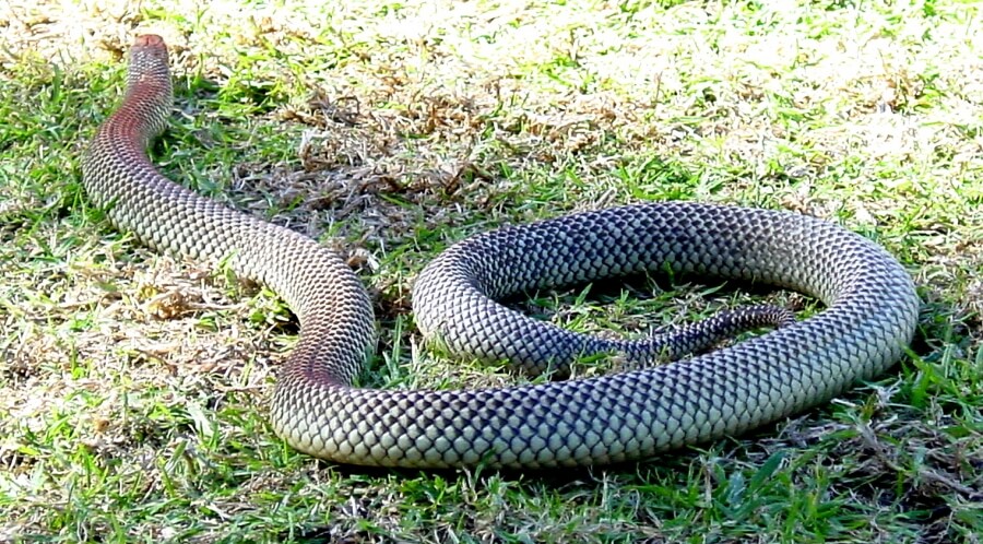 ядовитые змеи Австралии