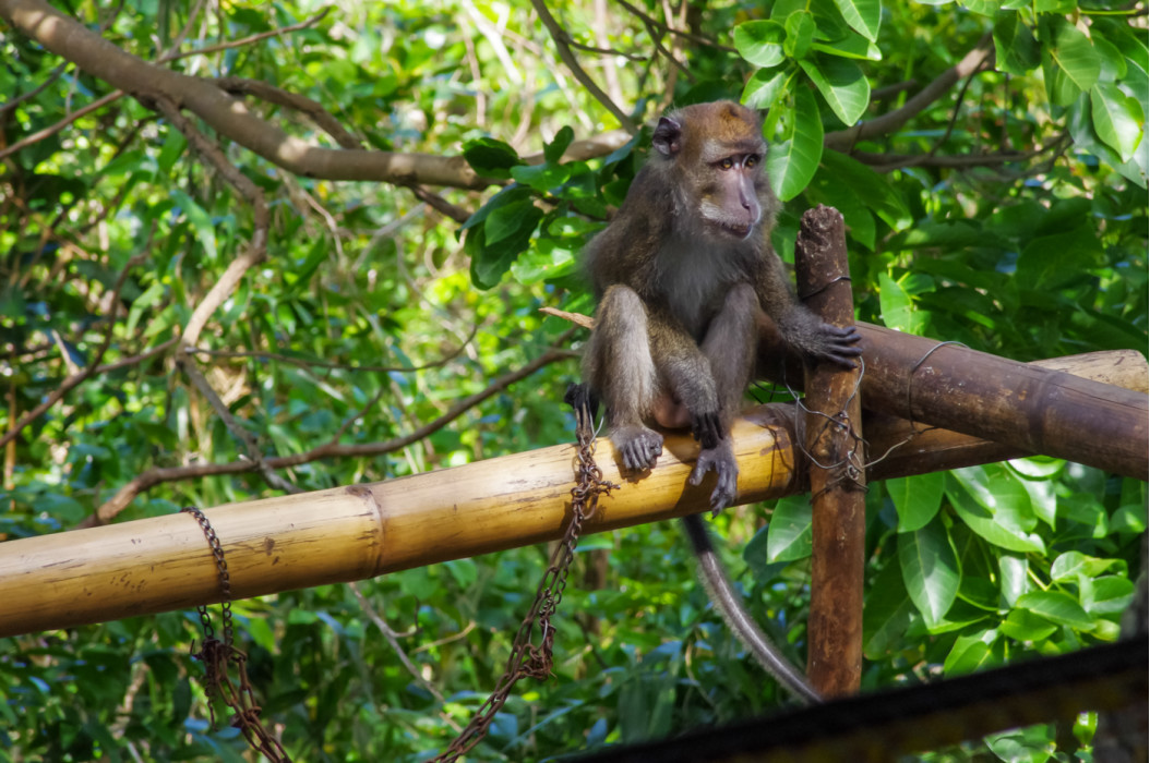 обезьяны в мини-зоопарке