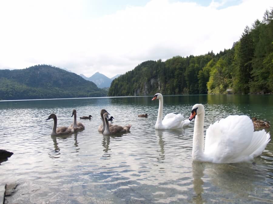 лебеди на озере в Германии