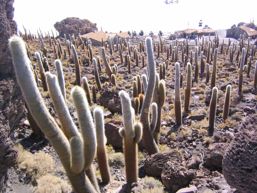 кактусы в Боливии