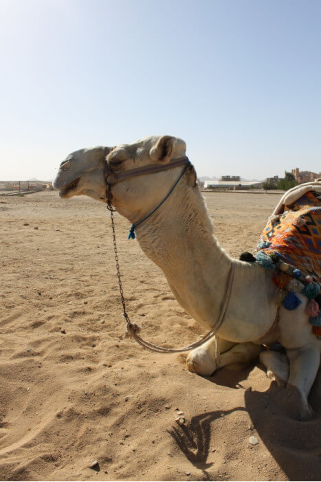 Почему в Египте кататься на верблюде опасно? / Вопросы о Египте /  TravelFAQs - путешествия, вопросы и ответы. Cообщество самостоятельных  путешественников
