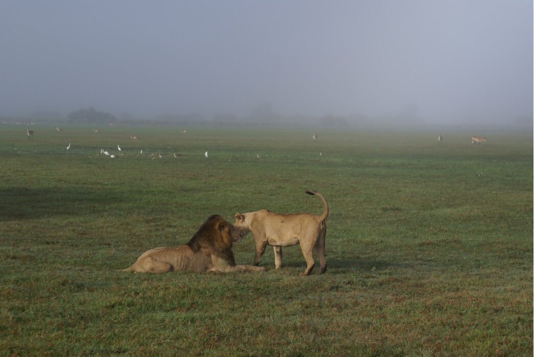 львы в Ботсване