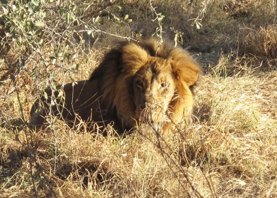 лев в Ботсване