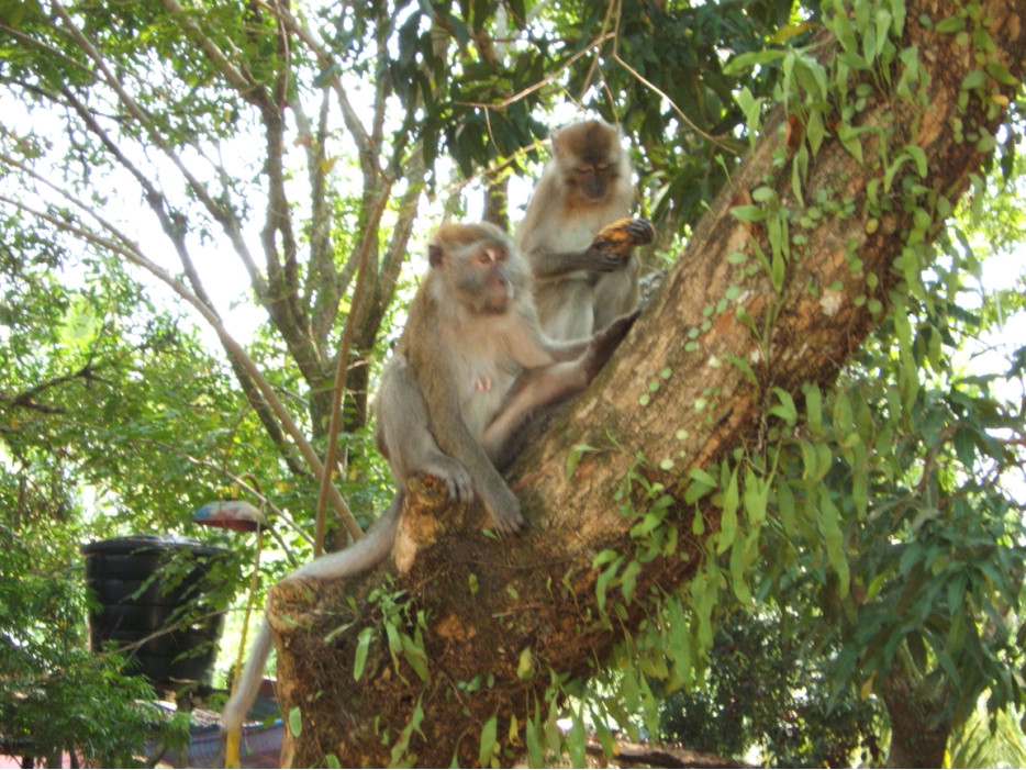 обезьяны в Малайзии