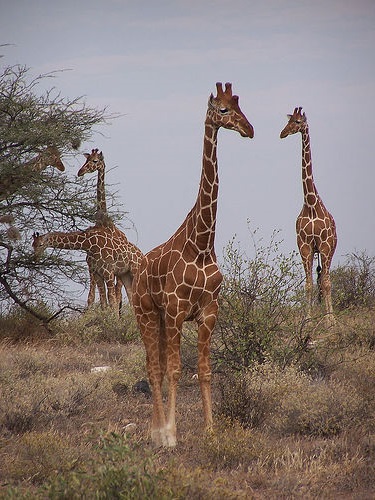 жирафы в Кении