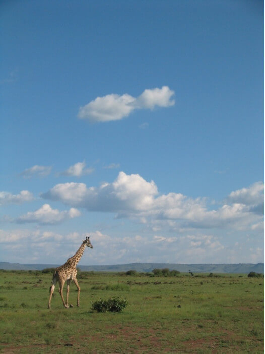 жирафы в Кении
