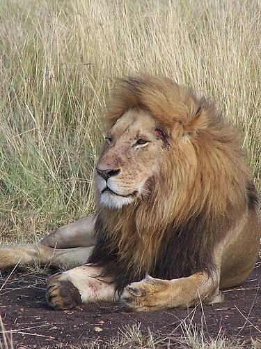 лев в Кении