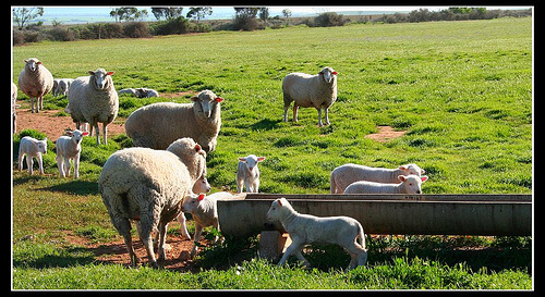 овцеводство Австралии