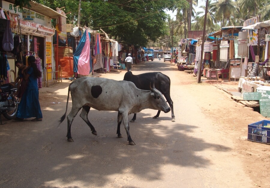 индийские коровы