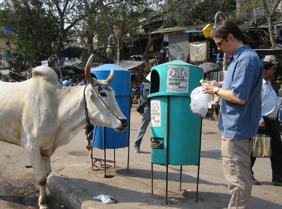 индийские коровы в Дели