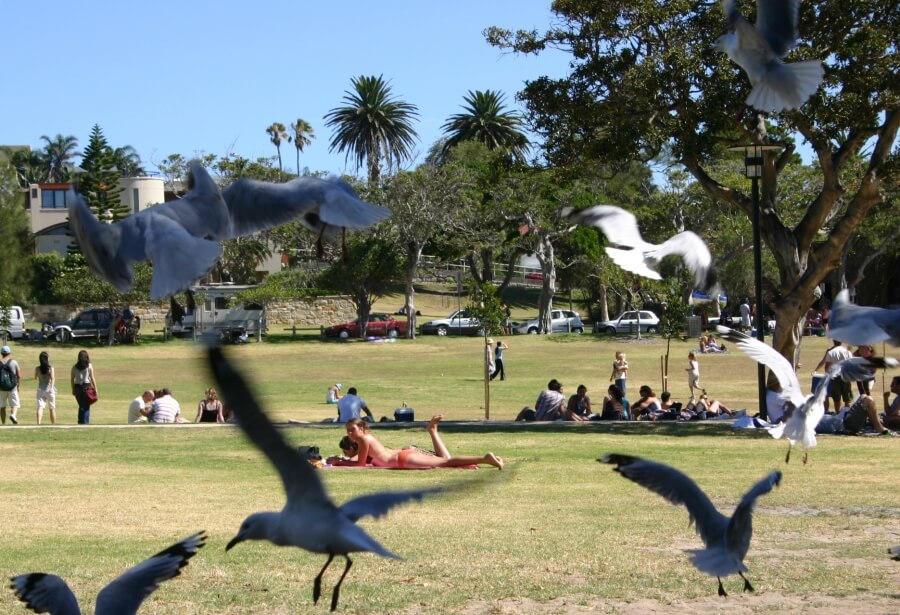 парк в Сиднее