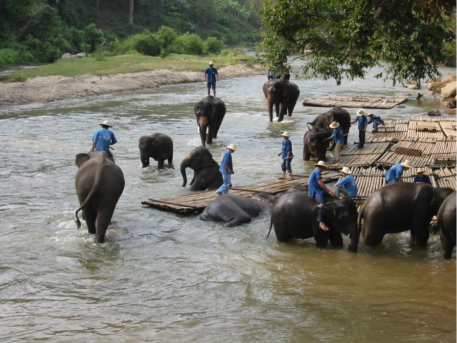купание слонов в Таиланде
