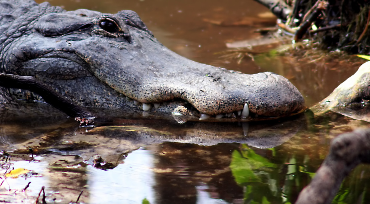 есть ли морские крокодилы в Австралии