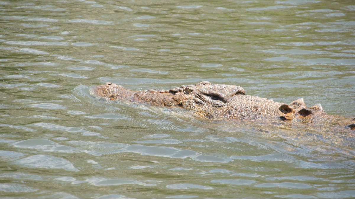 крокодилы в Австралии