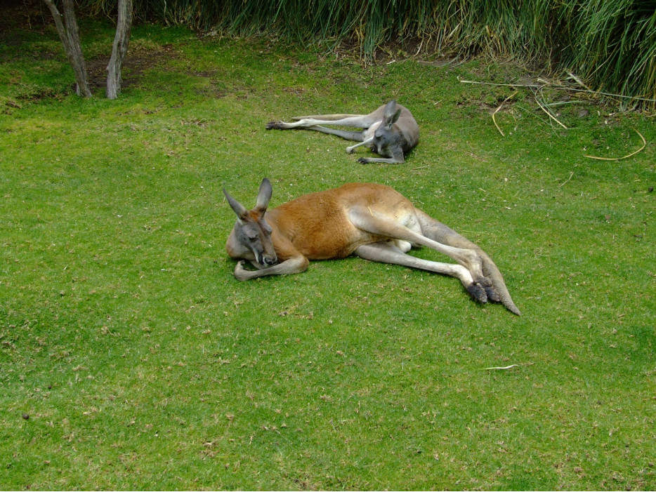 австралийские кенгуру