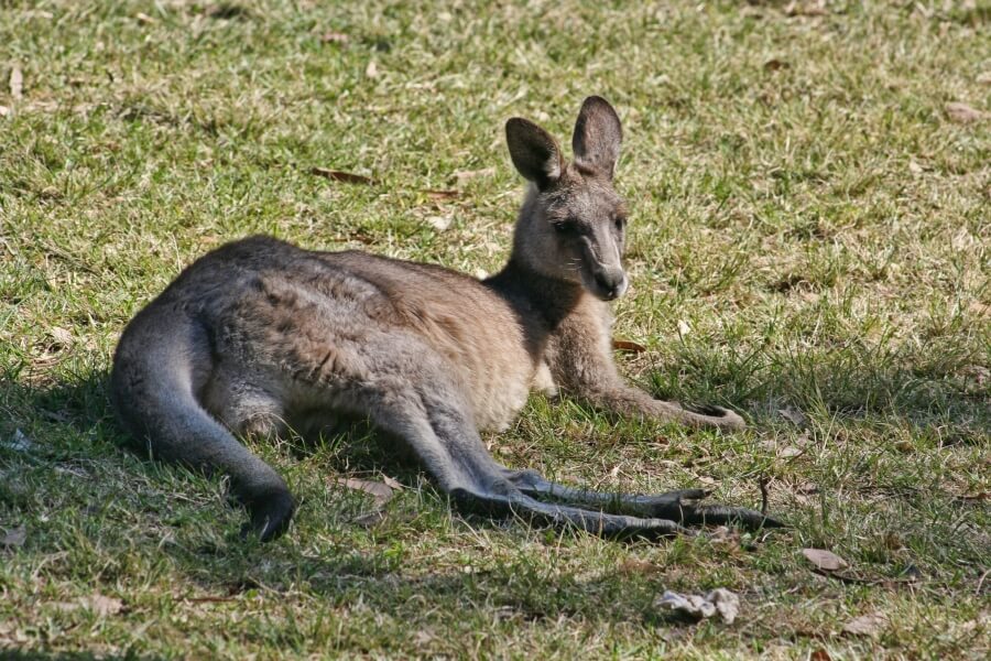 кенгуру Австралии