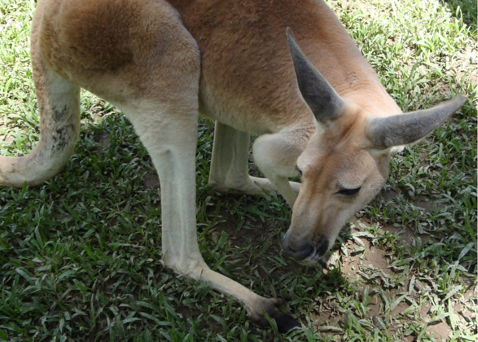 австралийские кенгуру в природе