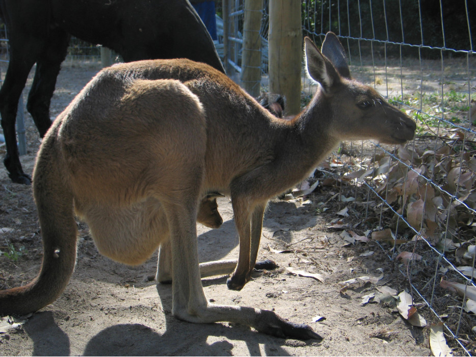 кенгуру с детенышем