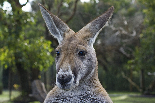 кенгуру Австралии