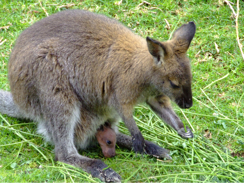 кенгуру в Австралии