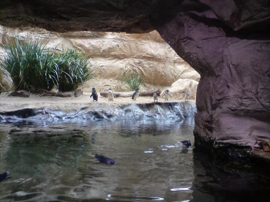 пингвины в аквариуме Сиднея