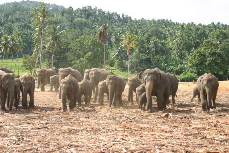 слоны в Шри-Ланке