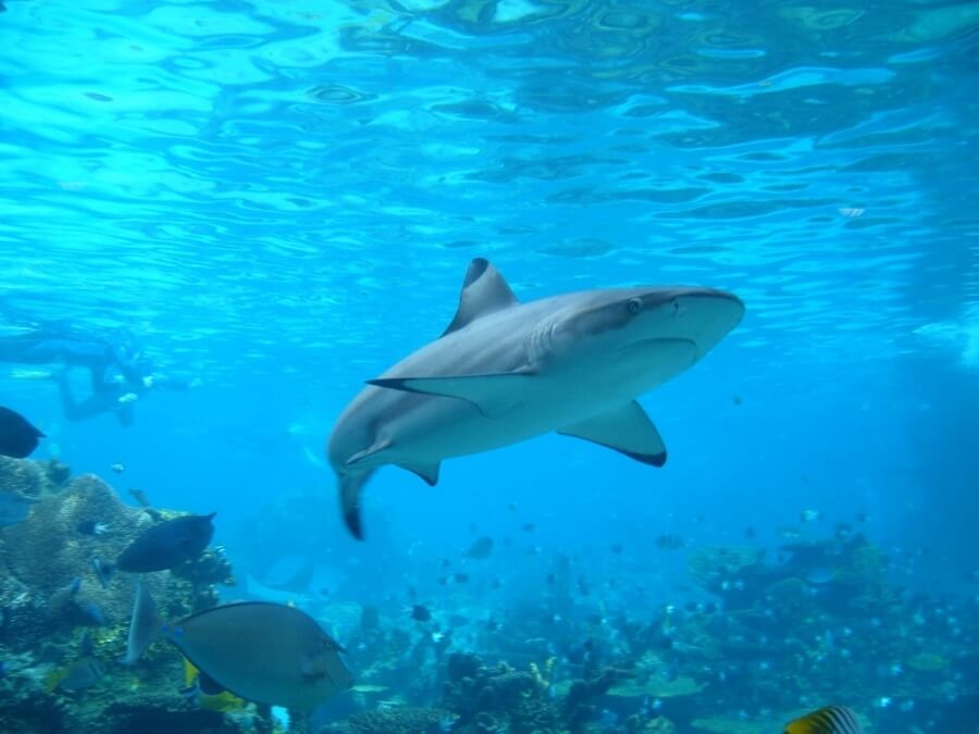 акулы в Австралии