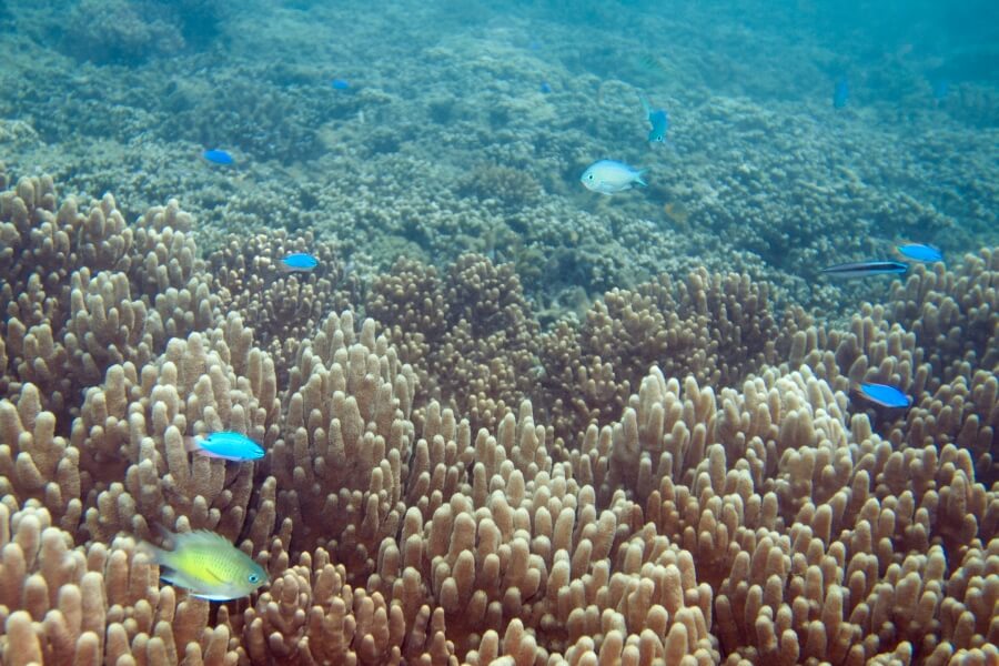 подводный мир Фиджи
