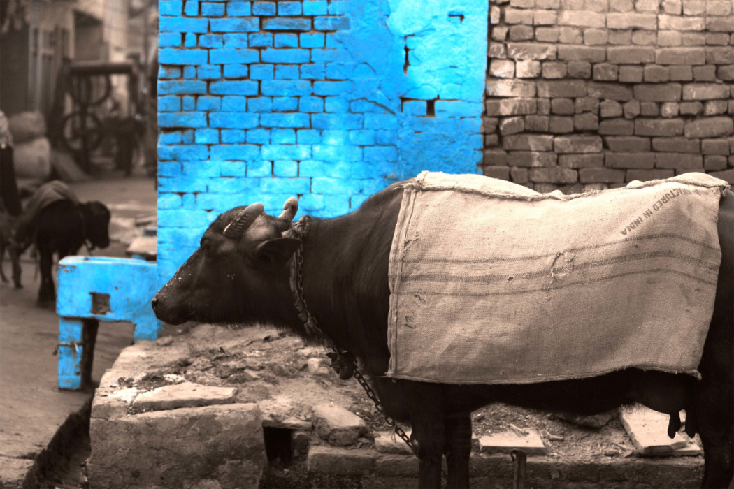 корова на улице города в Индии