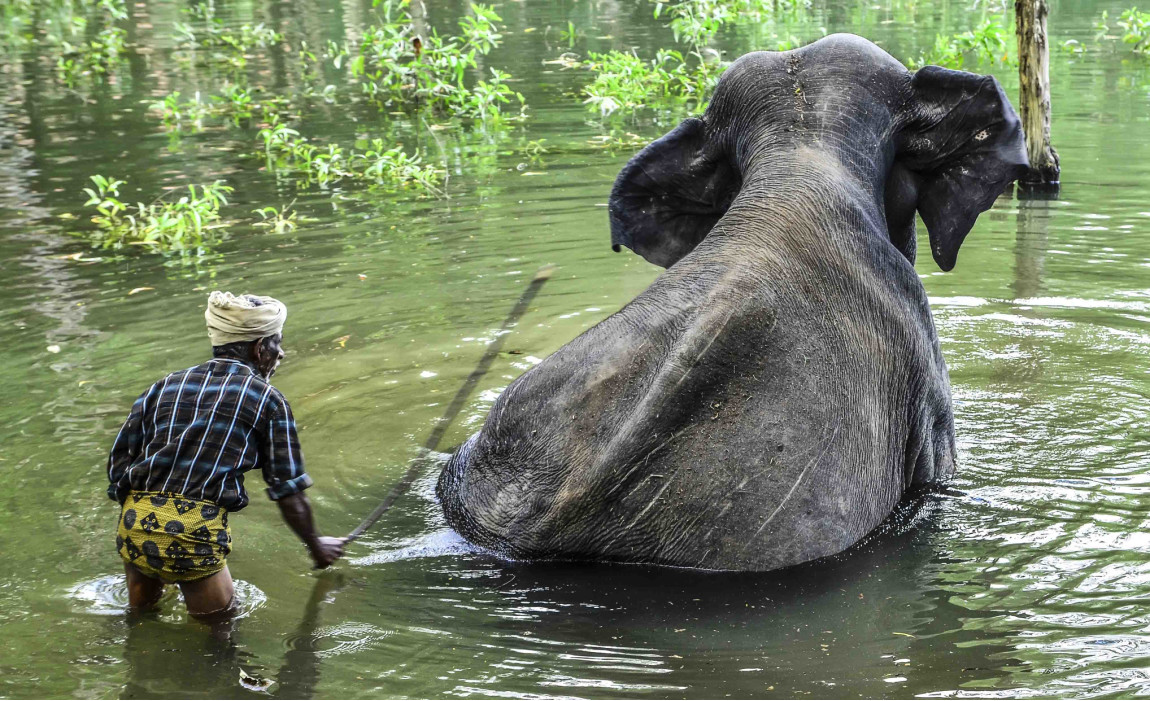 купание слона в Индии