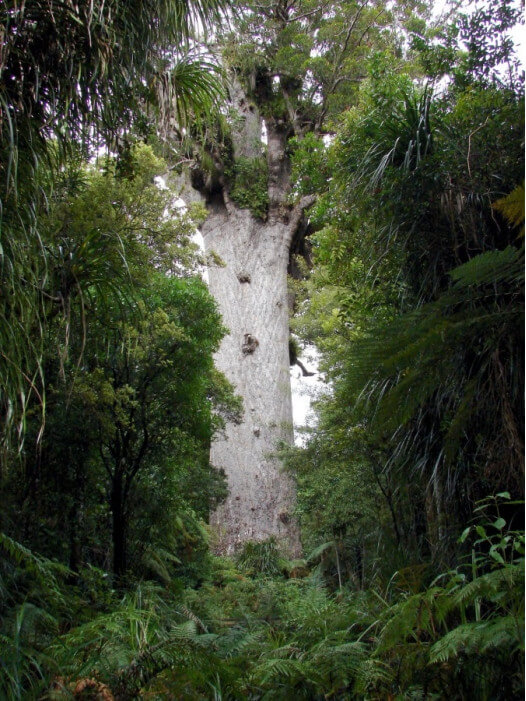 деревья каури в Новой Зеландии