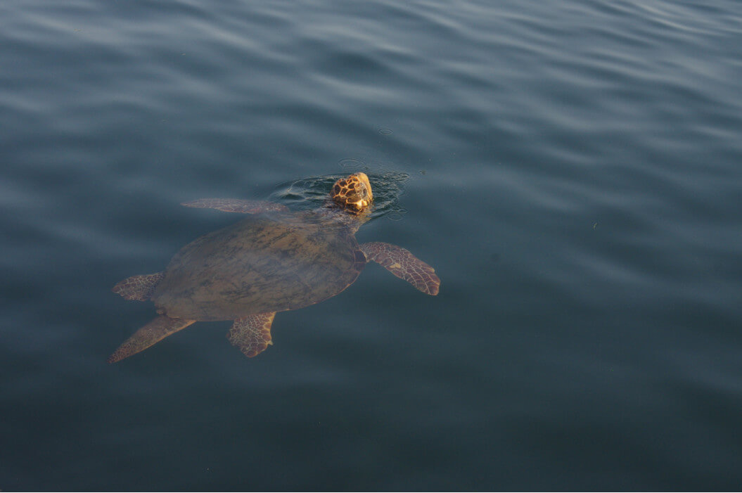 морская черепаха приплыла в залив