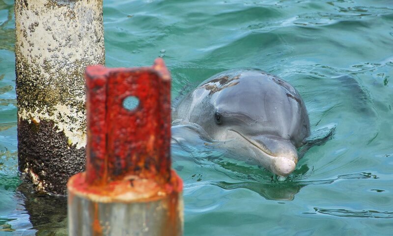 дельфин в Варадеро